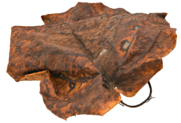 Dry leaf on transparent background