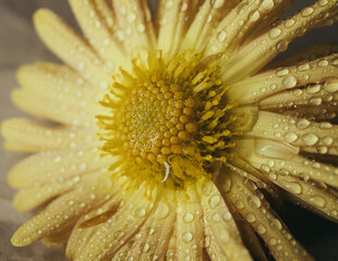Yellow chrysanthemums with water drops on a white background