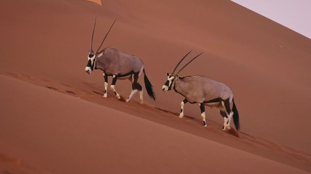 Gemsbok or South African oryx - Oryx gazella, large antelope endemic to dry regions of Botswana, Namibia, South Africa and Zimbabwe, two or pair walk on the red dunes of Namib Desert in sunset.