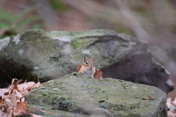 Chipmunk