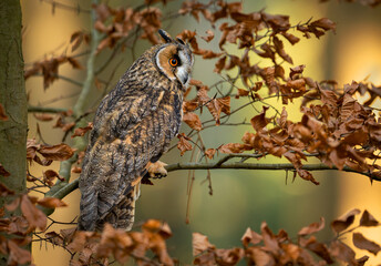 Long eared owl ( Asio otus ) close up