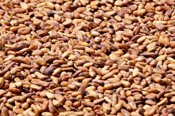 Kakaobohnen trocknen in der Sonne