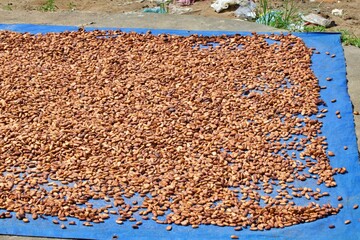 Kakaobohnen trocknen in der Sonne