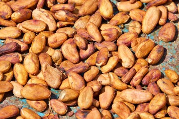 Kakaobohnen trocknen in der Sonne