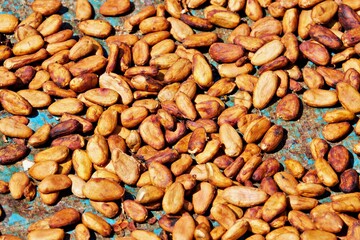 Kakaobohnen trocknen in der Sonne