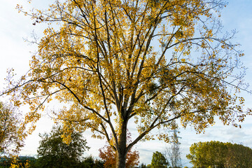 Couleurs d’automne au cœur de Strasbourg