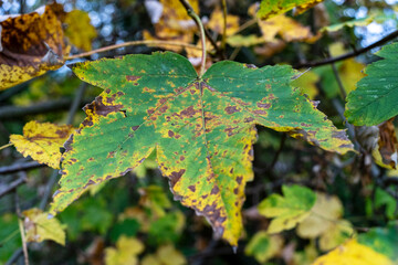 Couleurs d’automne au cœur de Strasbourg