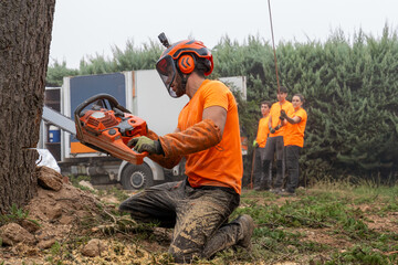 Professional arborist cutting tree trunk. Crew members assisting with ropes, ensuring safe tree removal