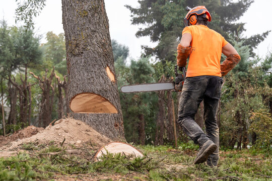 Arborist cutting down a tree with a chainsaw, wearing protective gear, felling timber in a forest
