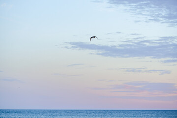 Bird soaring beneath morning sky