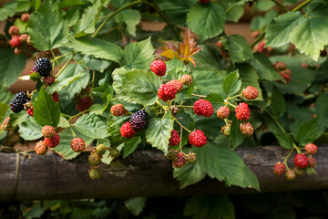 A bunch of ripe blackberry fruits on a branch with green leaves. Ripe blackberry fruits in the garden or forest. Blackberry harvest.