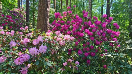 Fototapeta premium Rhododendron bushes bloomed with large beautiful flowers among the pine trees in park