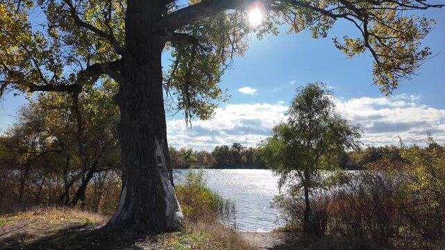 A very beautiful autumn landscape with golden trees. 4K video 60 fps. Very beautiful red tree crowns turned yellow in autumn. Beautiful shots of nature against the sky.