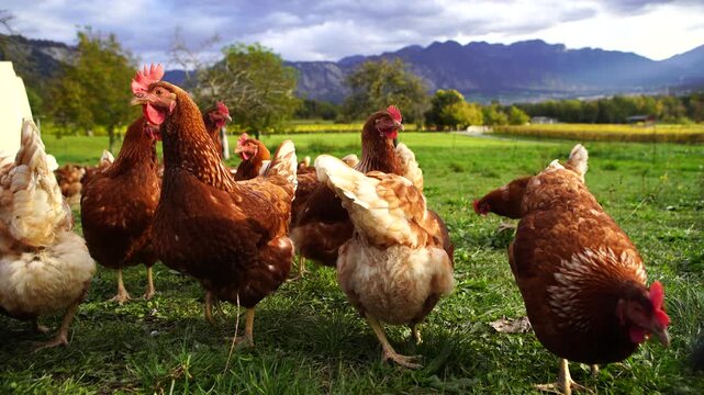 Group of brown chickens walking and pecking on a green field with mountains in the background. Organic farming and rural lifestyle.
