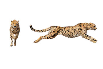 Two Cheetahs Running: Front View and Side Sprint Isolated