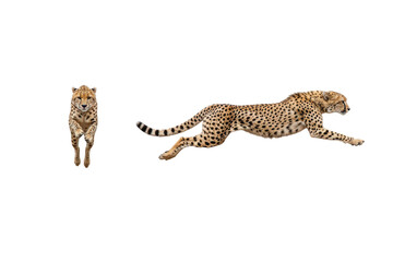 Two Running Cheetahs Isolated