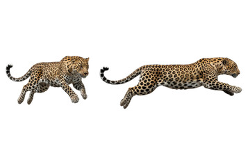 Dynamic Leopard Running Poses