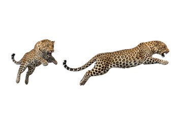 Leopards Leaping and Running