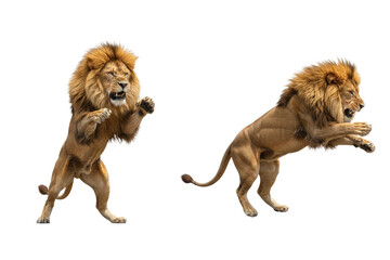 Dynamic Male Lions Roaring and Leaping
