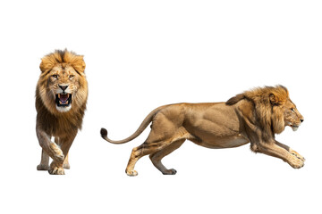 Roaring and Leaping Male Lions on Transparent Background