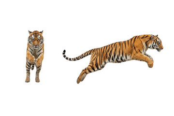 Dynamic Tigers Leaping and Advancing Isolated