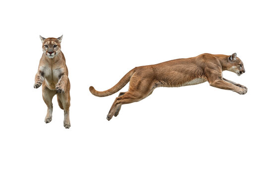 Dynamic Cougars Isolated on Transparent Background