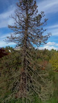 Vertical drone video flying close past a tall tree in Nowton Park, Bury St Edmunds, Suffolk, during autumn. The shot ascends gracefully from the ground to reveal colourful treetops.