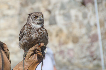 tame owl at a birds of prey show