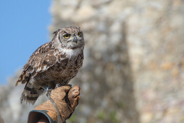 tame owl at a birds of prey show