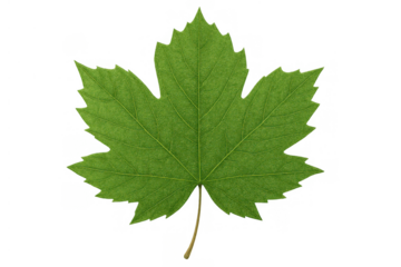 Green maple leaf, vibrant plant foliage for natural background, organic botany element, transparent background