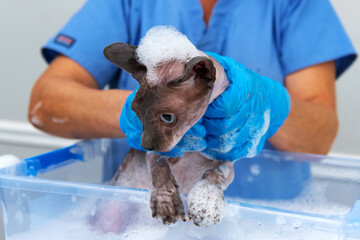 Sphynx cat grooming hygiene concept with plastic tub and soap suds