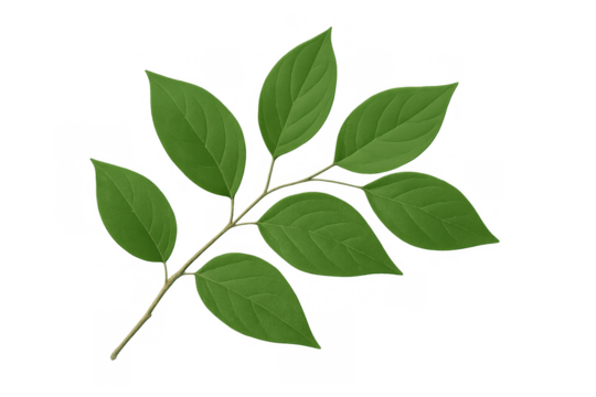 Green leaves on a branching stem illustrating fresh nature growth with an isolated transparent background