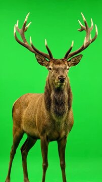 Majestic brown deer with large antlers and fur stands against a vibrant green backdrop