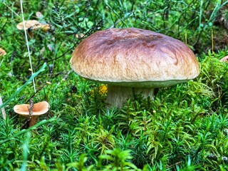 Boletus mushroom in Bavarian forest with moss.