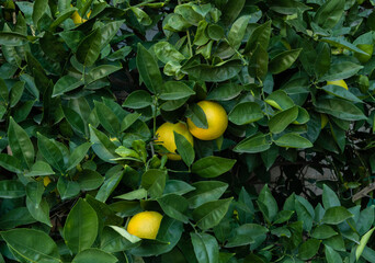 Oranges ripening on a tree in a backyard orchard, Los Angeles, Southern California