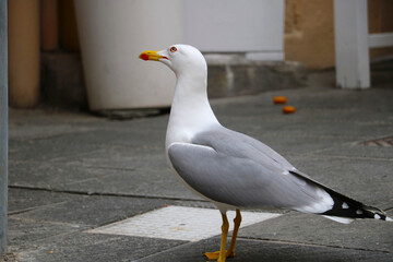 Close-up of a seagull standing on a city street, showing its white and gray feathers, yellow legs, and bright red beak detail, with an urban background.