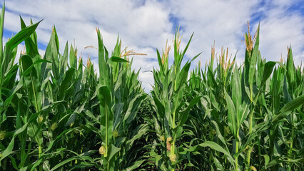 Rows of healthy green corn crops within an agricultural field. Plants are lush and green, set against a cloudy blue Summer sky. Captured in early July in the Midwest, USA.