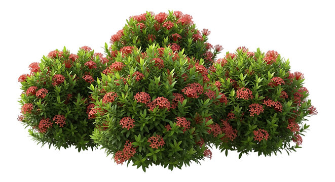 Red ixora flowers and green foliage isolated on transparent background