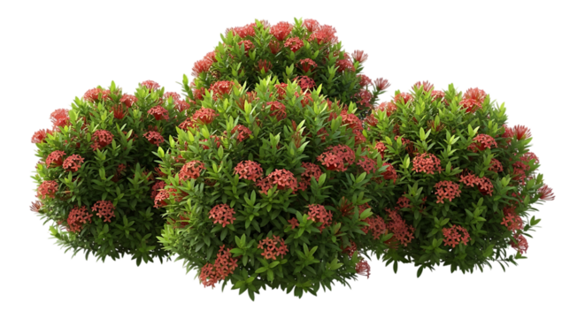 Red ixora flowers and green foliage isolated on transparent background