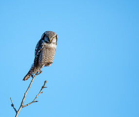 Northern Hawk Owl on a Branch