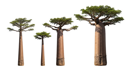 Four baobab trees of different sizes isolated on transparent background