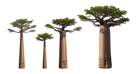 Four baobab trees of different sizes isolated on transparent background