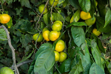 Satsuma mandarins ripening on a tree in a backyard orchard, Los Angeles, Southern California
