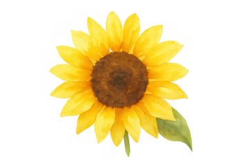 Yellow sunflower watercolor painting displaying summer warmth and botanical beauty on transparent background