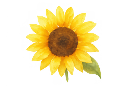 Yellow sunflower watercolor painting displaying summer warmth and botanical beauty on transparent background