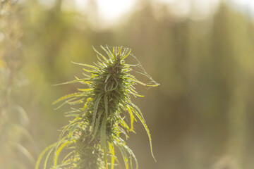 Field landscape with cannabis, used for medical treatment of fatal diseases like cancer, smoking for fun causing addiction, and for industrial use like constructions, textile production, insulation.