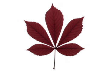 Horse chestnut tree leaf displaying rich autumn red color, isolated on transparent background, symbolizing fall season