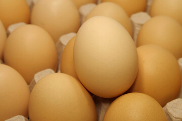 Fresh yellow chicken eggs in tray