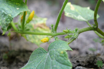 Cucumbers grow in garden. Beginning of cucumber fruit growth