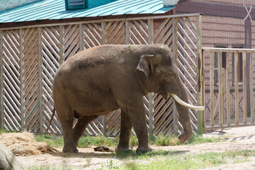 Beautiful large elephant walks in zoo